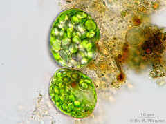 Euglena_gracilis-palmella_K.jpg