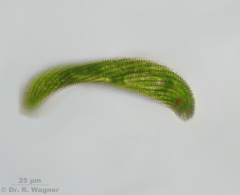 Euglena_spirogyra-400x-1_K.jpg