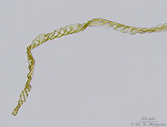 Pellia_epiphylla-Elatere_K.jpg