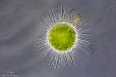 Acanthocystis_turfacea-PH_K.jpg
