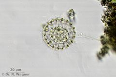 Clathrulina_elegans-630x-b_K.jpg