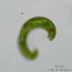 Euglena_spirogyra-400x-3_K.jpg